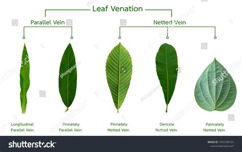 平行脈植物|平行脈:平行脈（parallel venation）是單子葉植物所特。